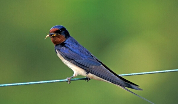 Photo: Swallow Animal