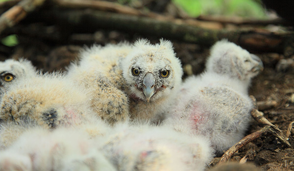 Photo: Long-eared Owl Chicks