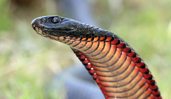 Photo: How black looks snake