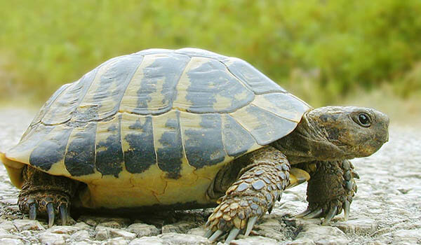 Photo: Central Asian tortoise