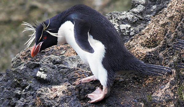 Photo: Red Book Crested Penguin