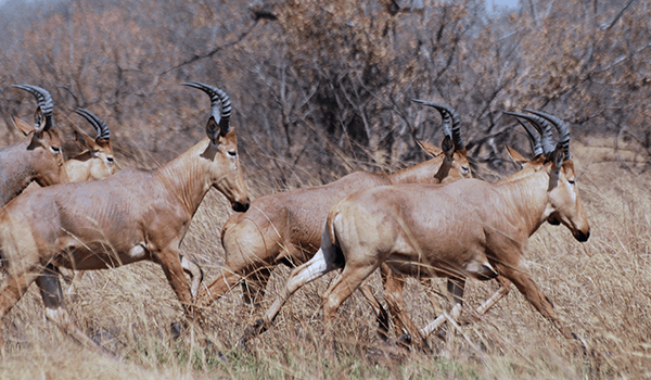 Photo: Kongoni or Cow Antelope