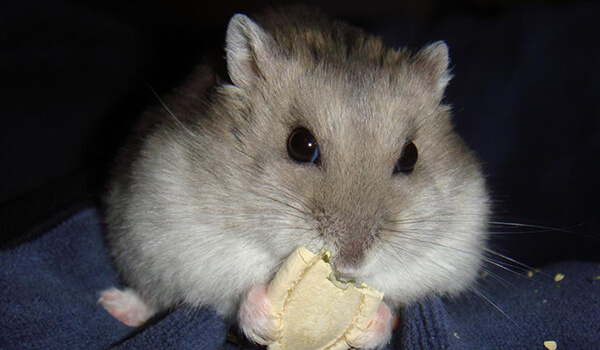 Photo: Dzungarian hamster in Russia