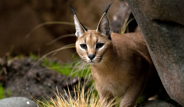 Photo: Caracal from the Red Book