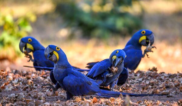 Foto: Papagaio Arara Azul