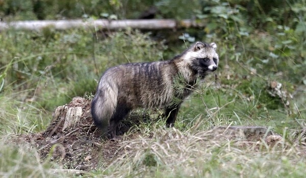 Photo: Raccoon dog Russia