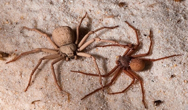 Foto: Six Eyed Sand Spiders