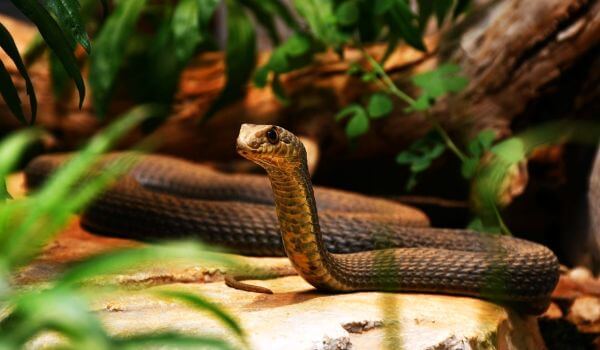 Photo: Yellowbelly Snake
