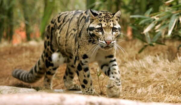 Foto: Leopardo nublado