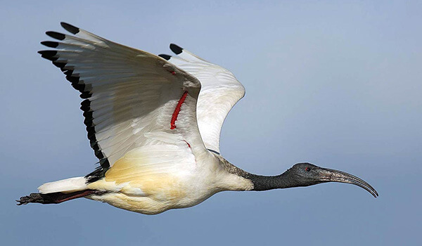 Photo: Sacred ibis in flight
