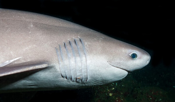 Foto: Como é um tubarão de seis guelras