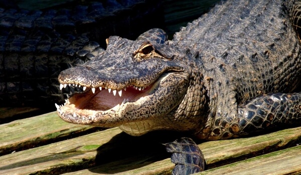 Photo : Alligator