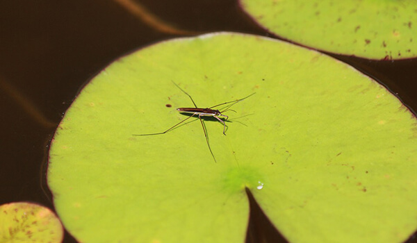 Photo: Water strider beetle