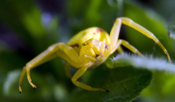 Photo: Little yellow spider