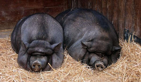 Photo: Pregnant Vietnamese Pig