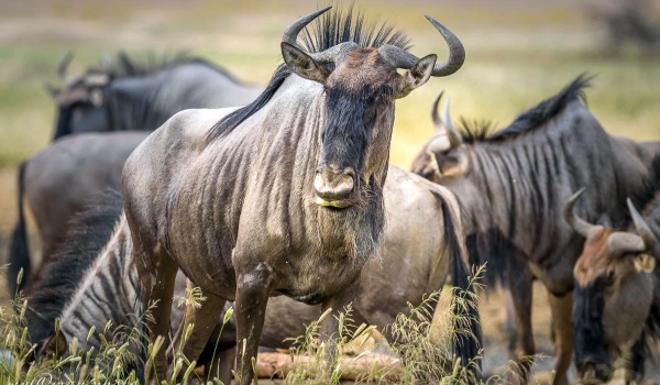 Photo: Wildebeest