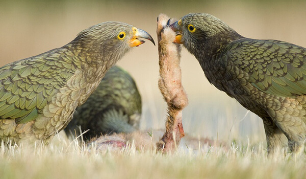 Photo: Predatory Kea Parrot