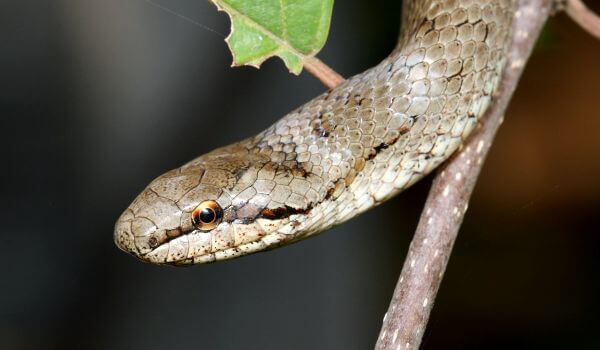 Photo: Copperhead snake