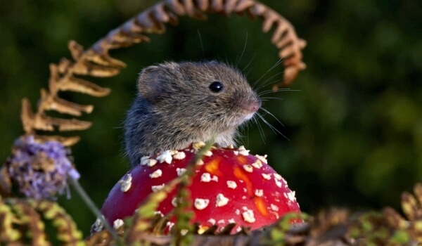 Photo: Mouse vole animal