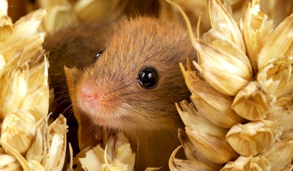 Photo: Field Mouse