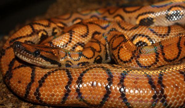 Photo: Rainbow Boa Snake