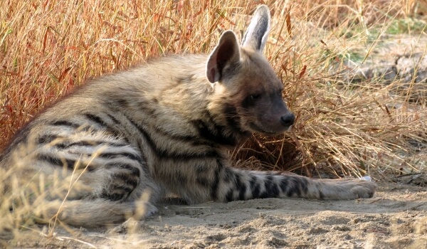 Photo: Striped Hyena