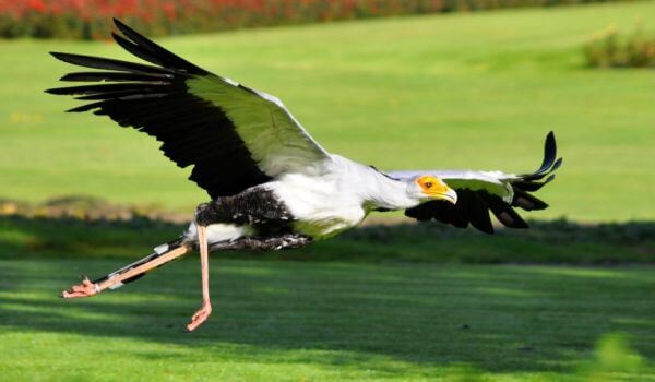 Foto: Secretaressevogel in vlucht