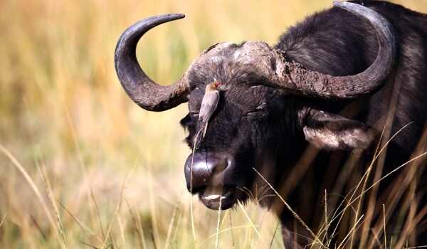 Photo: Buffalo in Africa