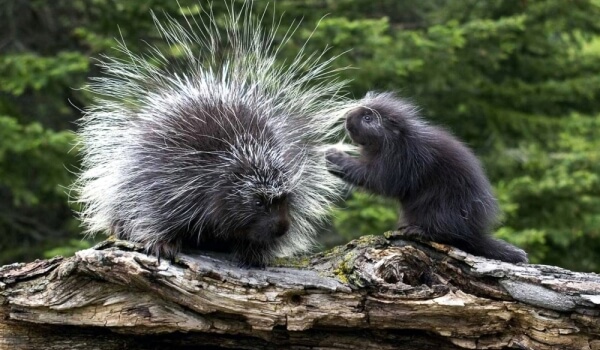 Foto: Porcupine baby