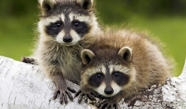 Photo: Raccoon animal