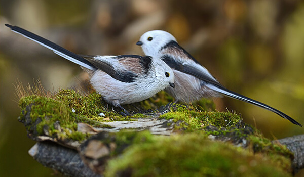 Photo: Pair of Long-tailed Tits