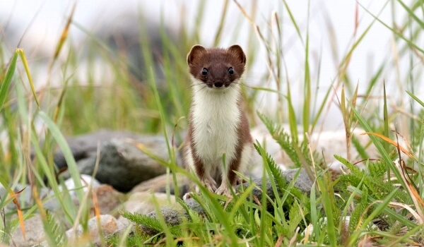 Foto:></p Weasel Animal