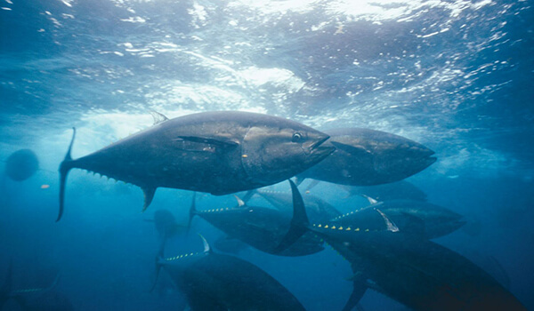 Photo: Tuna in water