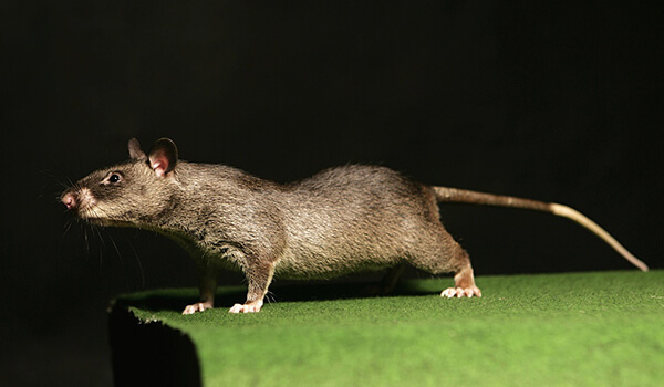 Foto: Gambisk hamsterrotte