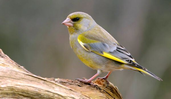 Photo : Canary in nature