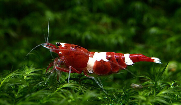 Photo: Sea shrimp