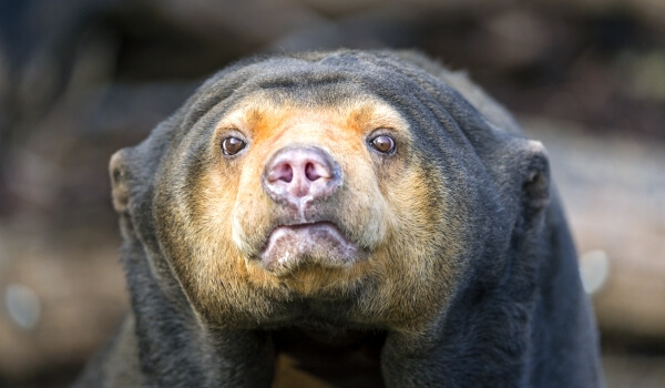 Foto: Malajský medvěd