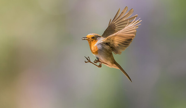 Photo: Robin bird in flight