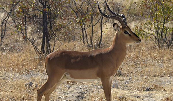 Foto: Male Impala