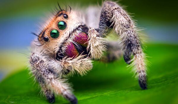 Foto: Skákající pavouk