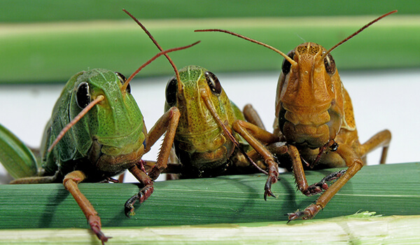 Photo: Large Locust