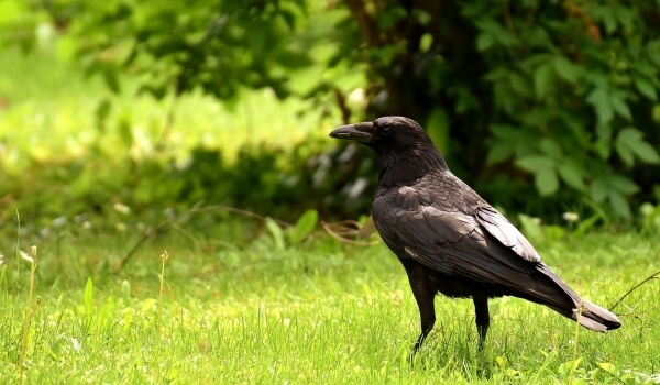 Photo: Raven Bird
