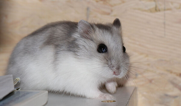 Photo: What it looks like Djungarian hamster