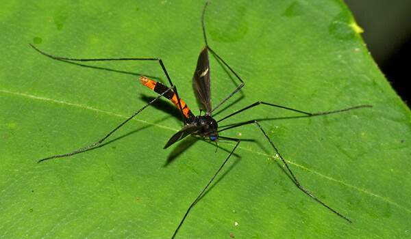 Photo: Black Mosquito Centipede