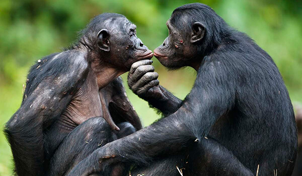 Foto: Libro Rojo Bonobo