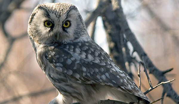 Photo: Horny Owl