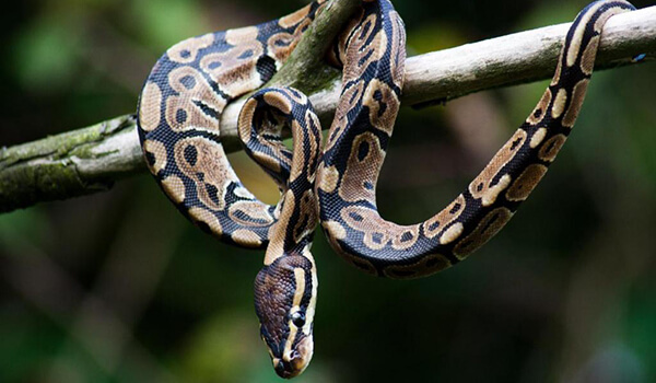 Photo: What a royal python looks like