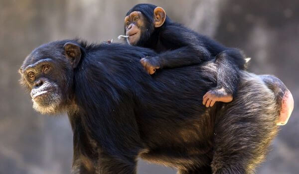 Foto: Bebê Chimpanzé