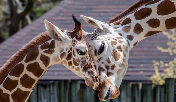 Foto: žirafí mládě