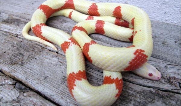 Foto: Bílý mléčný had